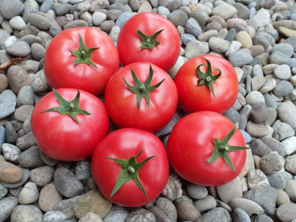 Македонскиот домат „го убива“ бугарскиот