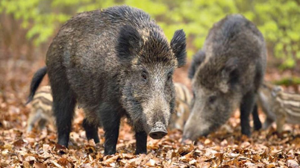 Африканската чума причина за предвремен почеток на ловната сезона на диви свињи