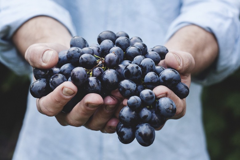 Винарниците ветуваат откуп на целото грозје и  редовна исплата
