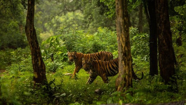 Во Индија се зголемува популацијата на тигри