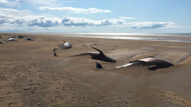 Морничава глетка: Туристи пронашле 50 насукани китови на плажа во Исланд