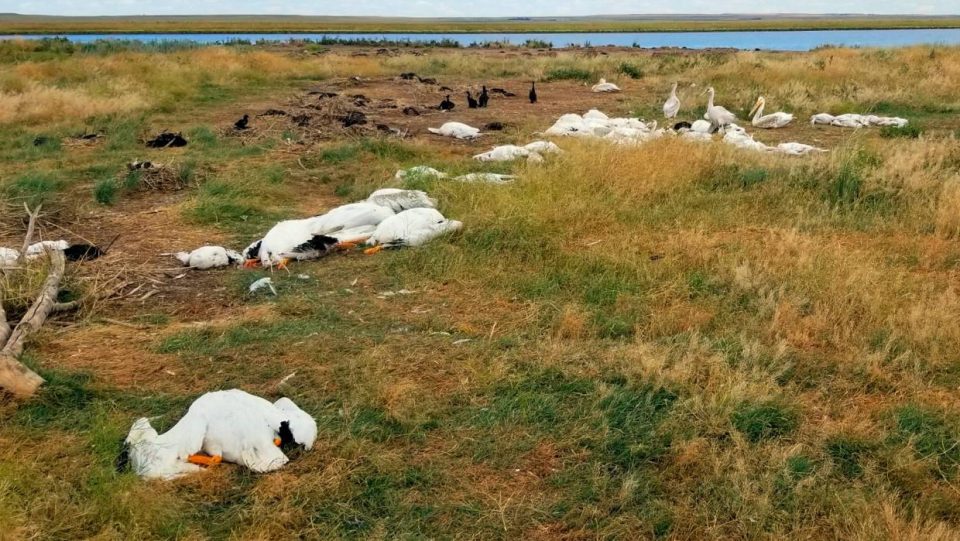 Силен град уби повеќе од 11 илјади птици во паркот Монтана