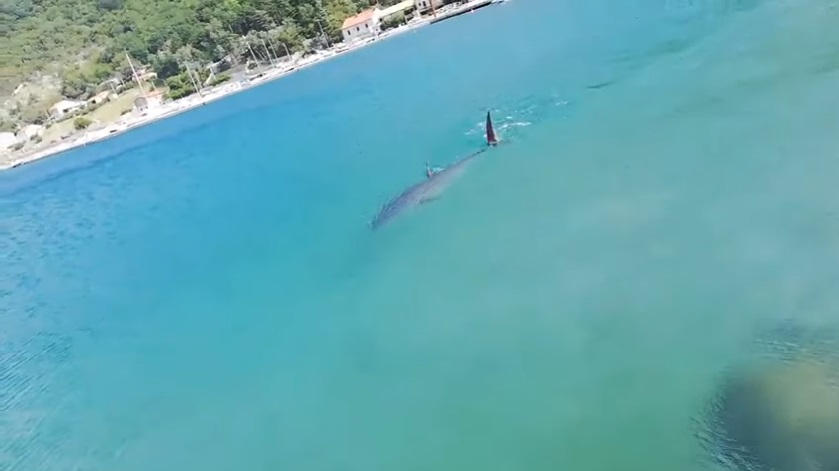 Паника на Јадранот: Личело на ајкула, пливачите се разбегале (ВИДЕО)