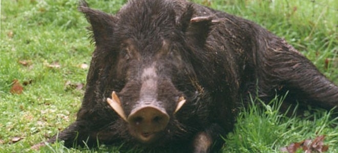 Атанасов: Во ниту една од досега заловените диви свињи не е откриен вирус на африканска чума