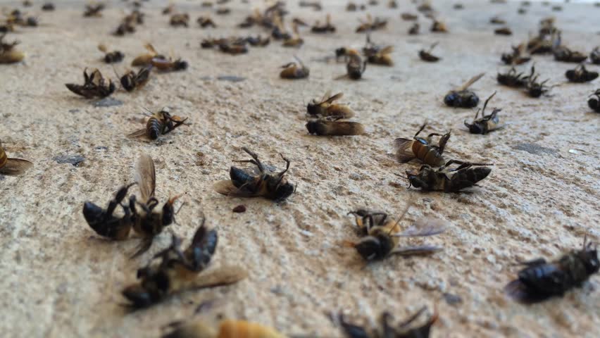 За три месеци во Бразил угинале над 500 милиони пчели