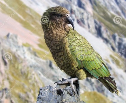 Во Нов Зеланд: Откриен фосил од папагал што живеел пред 19 милиони години