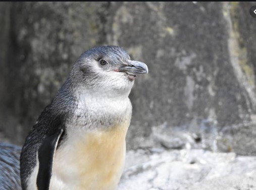 Живеел пред 60 милиони години: Во Нов Зеланд пронајден џиновски пингвин (ФОТО)
