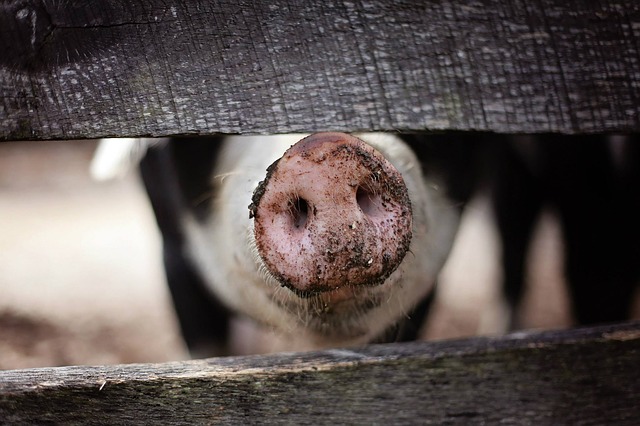 Африканската свинска чума пристигна во Србија?