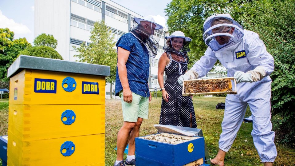 Виена главен град на пчелите во Европа