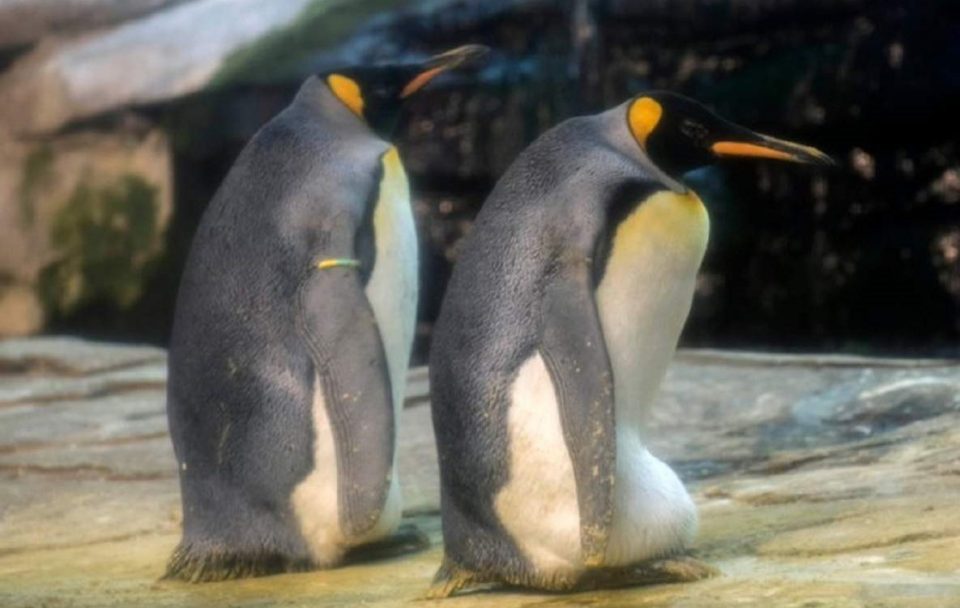Геј пингвини од берлинската зоолошка посвоија јајце
