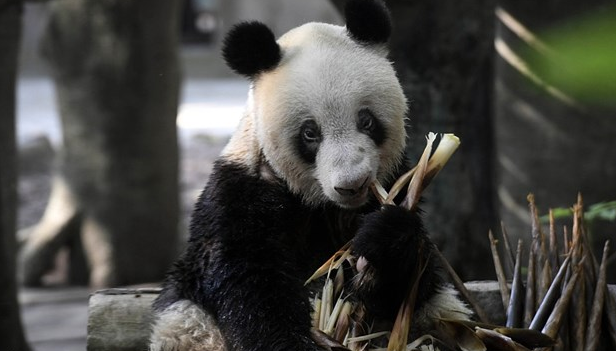 Највозрасната панда на светот Синсин наполни 37 години или 100 човечки (ФОТО)