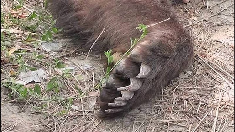 На патот Гостивар – Кичево пронајдена усмртена мечка