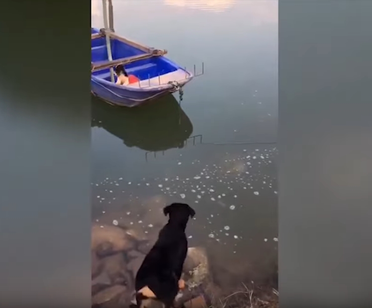 Куче скокна во река да спаси друго куче (ВИДЕО)