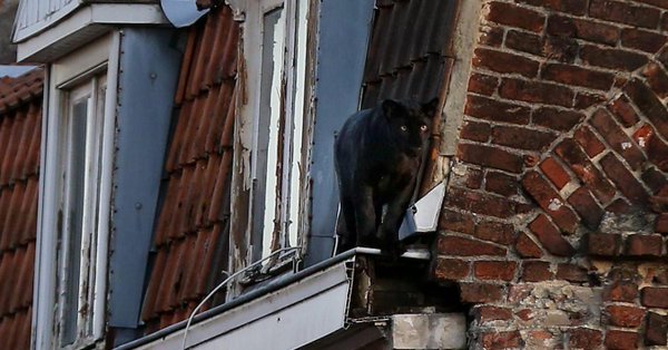 Црн Пантер се прошета по крововите на француски град (ВИДЕО)