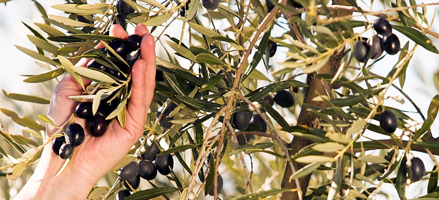 Смртоносна лепра ги уништува маслинките во Франција