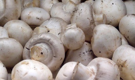 Печурките ги штитат мажите од рак на простата
