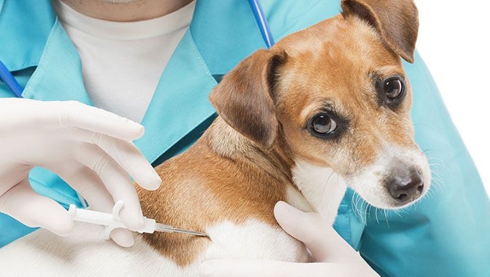 Атанасов: Сопствениците имаат обврска да ги вакцинираат своите домашни миленици против беснило