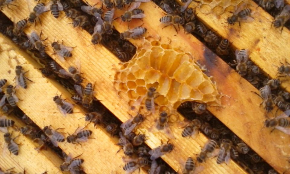 Почна аплицирањето за поврат на средства за набавени пчелни матици, нерези и назимки