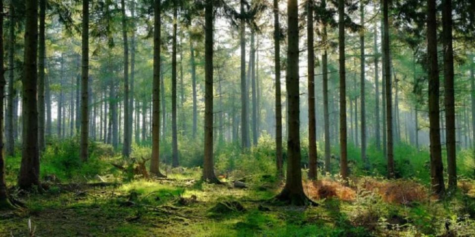 Укината забраната за движење во шуми