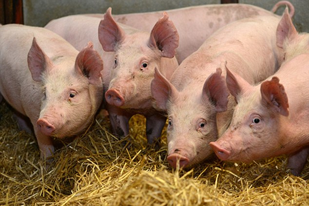 Повторен апел – свињите од дивите фарми мора да бидат уништени
