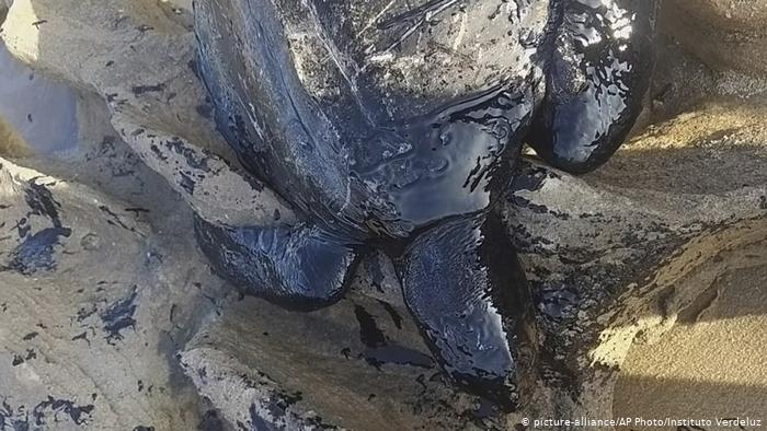 Мртви желки, помор на риби и евакуирани пливачи – излиена нафта крај брегот на Бразил (ВИДЕО)