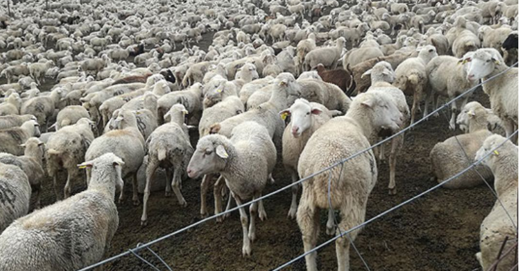 Фармер останал  без своето стадо: Волци му усмртиле 40 овци, а 40  му избегале