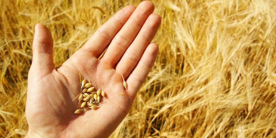 Неизвесен е откупот на пченицата