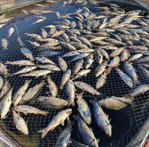 Eколошка катастрофа: Голем помор на риби на Тиквешко езеро