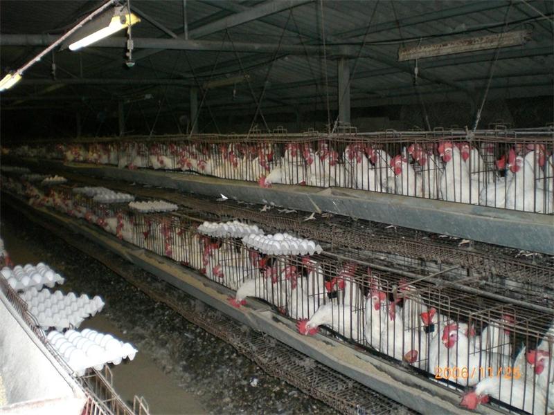 Потврден птичји грип во Холандија, ќе се усмртат 200.000 кокошки