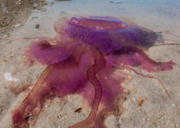 Во Грција се појавија опасни медузи