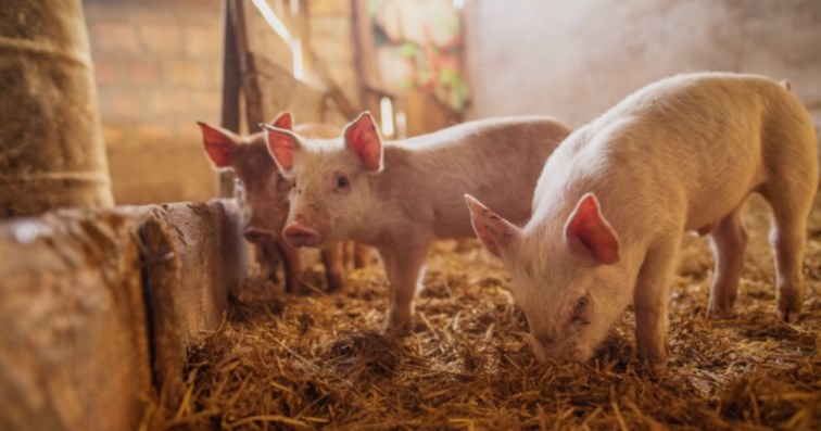 Aфриканска свинска чума се појави во делчевско