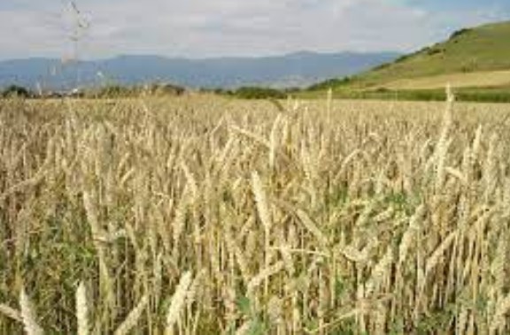Украина најголем извозник на пченица во светот