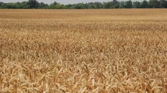 Тешко нас: Украина ќе извезува помалку пченица и сончогледово масло