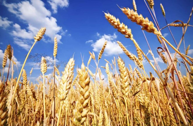 Николовски ќе го зголемува производството на пченица