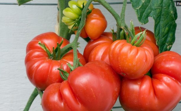 ГМО домат ќе лечи рак, Паркинс и Алцхајмер