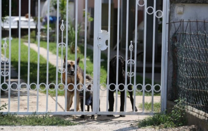 Куќата на Зоран Марјановиќ ја чуваат кучиња (ФОТО)