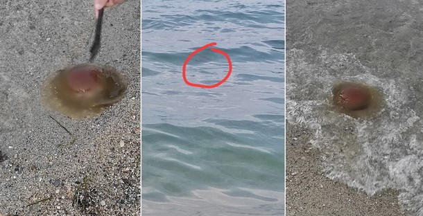 Врие од медузи во Полихроно (ФОТО)