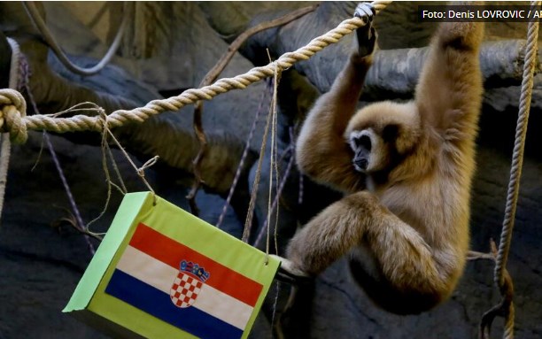 Мајмун ја предвиде победата на Хрватска над Аргентина