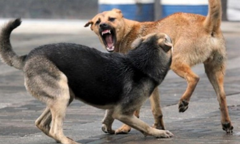 Власта бара помош од Брисел за скитниците: Без ЕУ сме село со кучиња