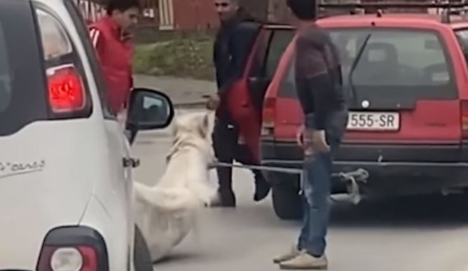 Фатени мажите што денеска влечеа и мачеа коњ низ Скопје