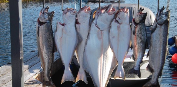 Македонци навалете: Чистење риба на Аљаска за 6000 долари месечно