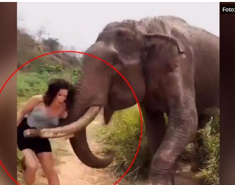 Никогаш не лажете слон дека ќе му дадете банана (ВИДЕО)