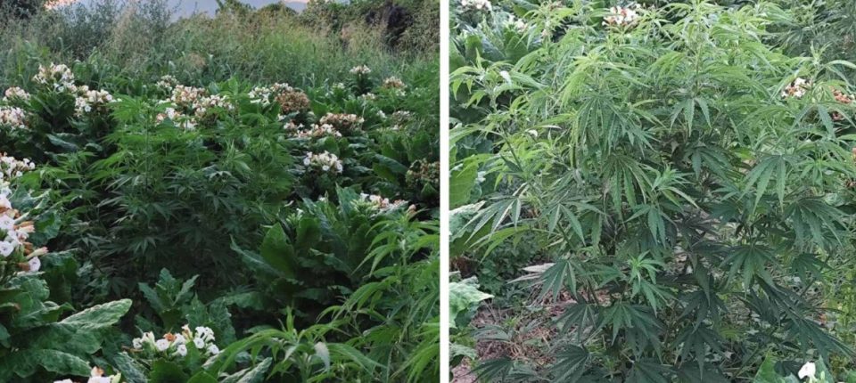 Почнаа вонредните контроли на фирмите што произведуваат медицински канабис, ќе се проверуваат 43 лиценци