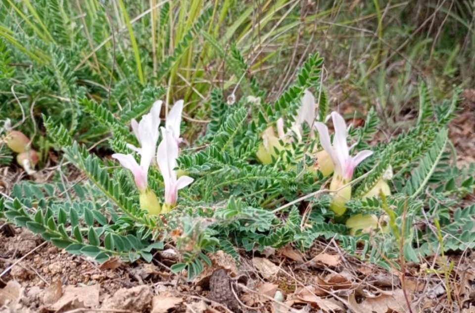 Знаете ли што е Астрагалус кој го има во Богданци?